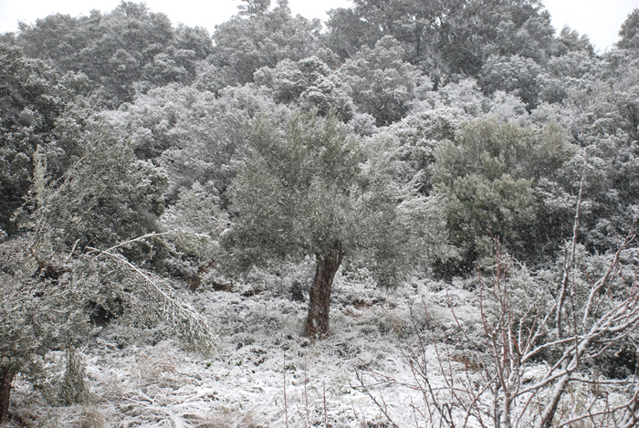 pagetos-zimies-kalliergies-simvoules2