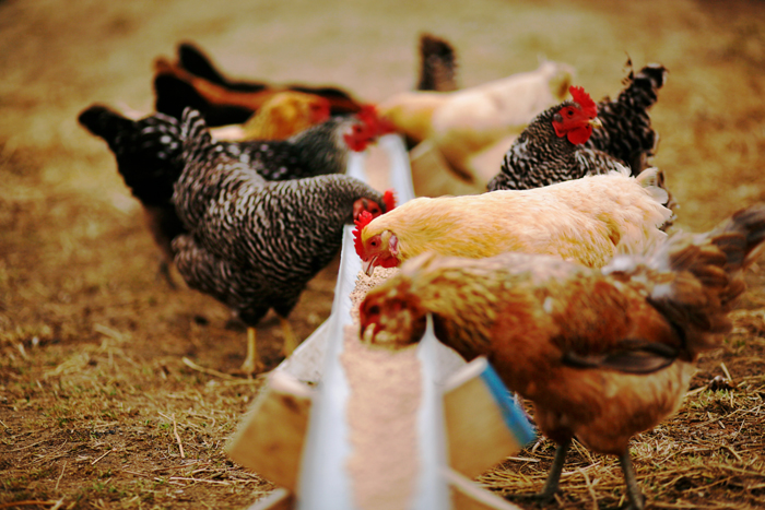 #6 Πτηνοτροφία: Παρόν και μέλλον
