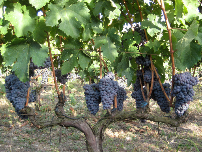 Μια ενδεικτική περιήγηση σε οινοποιεία των δύο περιφερειών δείχνει ότι η ξηρασία επηρέασε την παραγωγή