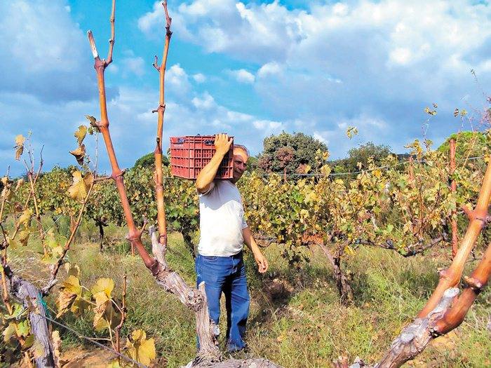 trigos-ampeli-agrotis