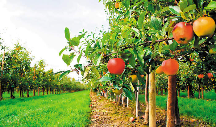 Αναγκαίες οι εφαρμογές του ασβεστίου για τη μηλιά απο νωρίς την άνοιξη