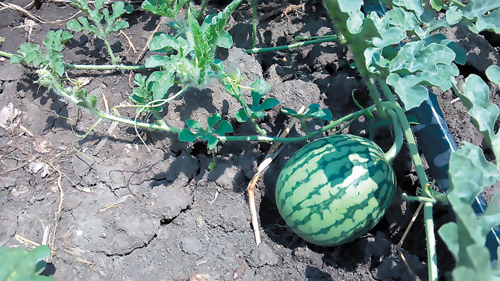 Ευφυής γεωργία στην καλλιέργεια του καρπουζιού: Μείωση 20% της κατανάλωσης νερού, με παράλληλη ποιοτική αναβάθμιση
