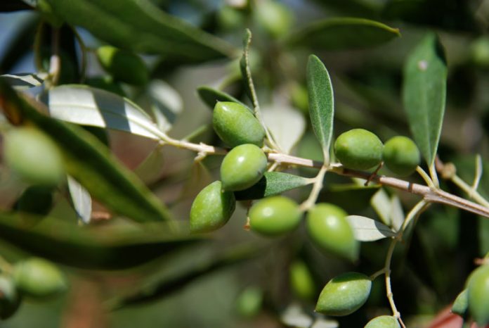 Έρευνες για το βακτήριο Xylella fastidiosa Έρευνες για το βακτήριο Xylella fastidiosa