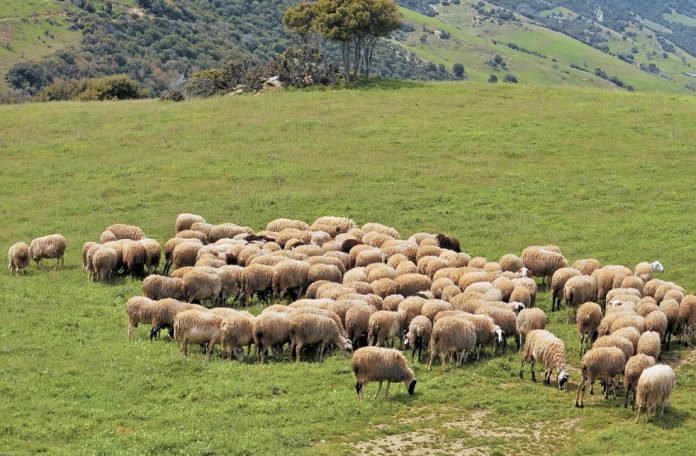 Ψηφίστηκε και επί των άρθρων ο νόμος για τις βοσκήσιμες γαίες Ψηφίστηκε και επί των άρθρων ο νόμος για τις βοσκήσιμες γαίες