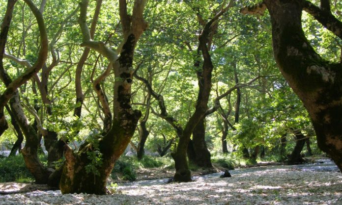 Καταπολέμηση της ασθένειας των πλατάνων στην Ήπειρο Καταπολέμηση της ασθένειας των πλατάνων στην Ήπειρο