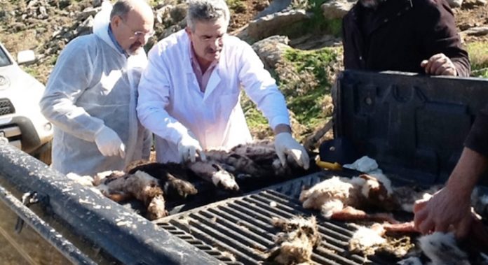Νεκρά αμνοερίφια αμνοερίφια