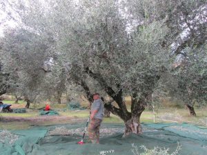 Η Ύπαιθρος Χώρα στην Μεσσηνία