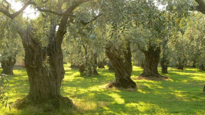 Νέες καλλιεργητικές πρακτικές στο όργωμα των ελαιώνων Νέες καλλιεργητικές πρακτικές στο όργωμα των ελαιώνων