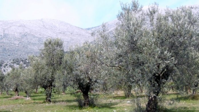 ΕΞΤΡΑ ΠΑΡΘΕΝΟ ΕΛΑΙΟΛΑΔΟ ΠΟΠ «ΛΥΓΟΥΡΙΟ ΑΣΚΛΗΠΙΕΙΟΥ» ΕΞΤΡΑ ΠΑΡΘΕΝΟ ΕΛΑΙΟΛΑΔΟ ΠΟΠ «ΛΥΓΟΥΡΙΟ ΑΣΚΛΗΠΙΕΙΟΥ»
