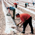Νέο ξεκίνημα για το σπαράγγι που αναζητά διεθνείς διαδρομές