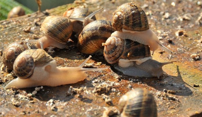 Σαλιγκάρια στα πρόθυρα εξαφάνισης Σαλιγκάρια στα πρόθυρα εξαφάνισης