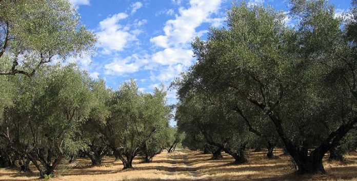 Νέα βιώσιμη μέθοδος δακοκτονίας στην Ισπανία