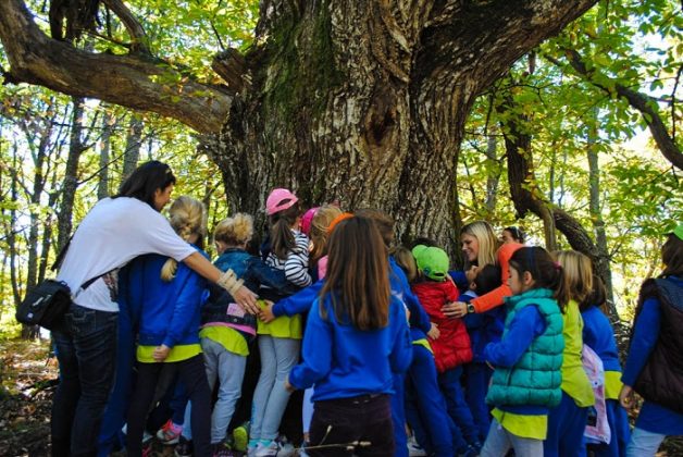 «Γλυκομαγεία» ένας επισκέψιμος καστανεώνας στην καρδιά του Πάικου