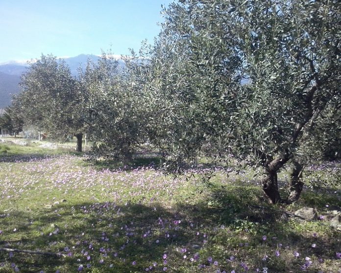 Το… θεϊκό ελαιόλαδο από τον Όλυμπο Το… θεϊκό ελαιόλαδο από τον Όλυμπο