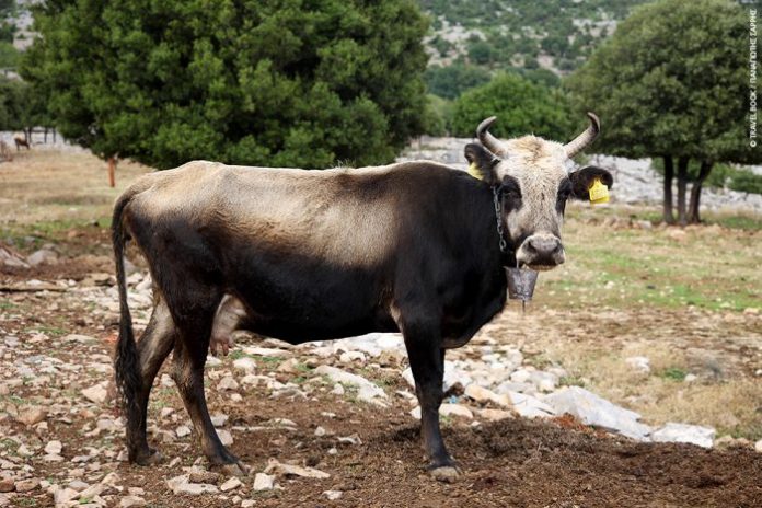 Ίδρυση Ένωσης Εκτροφέων Ελληνικής Βραχυκερατικής Φυλής Βοοειδών Ίδρυση Ένωσης Εκτροφέων Ελληνικής Βραχυκερατικής Φυλής Βοοειδών
