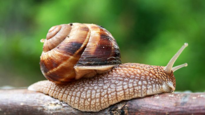 Πρωταθλήτρια στην κατανάλωση σαλιγκαριών η Γαλλία Πρωταθλήτρια στην κατανάλωση σαλιγκαριών η Γαλλία