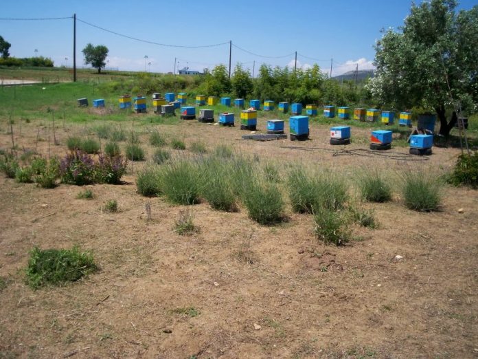 Κομοτηνή: Θα προστατεύουν τα μελίσσια με κάμερες ασφαλείας Κομοτηνή: Θα προστατεύουν τα μελίσσια με κάμερες ασφαλείας