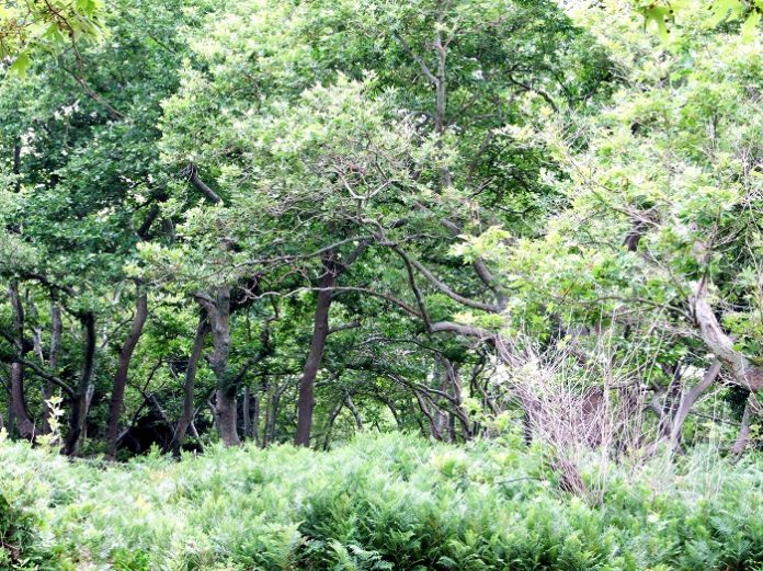 Αναζητούνται καλλιεργητές αρωματικών και φαρμακευτικών φυτών στη Σαμοθράκη Αναζητούνται καλλιεργητές αρωματικών και φαρμακευτικών φυτών στη Σαμοθράκη