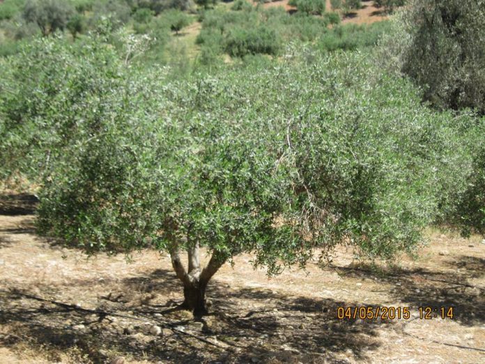 Αργολίδα: Να εξεταστεί το πρόβλημα ακαρπίας των ελαιοδένδρων Αργολίδα: Να εξεταστεί το πρόβλημα ακαρπίας των ελαιοδένδρων
