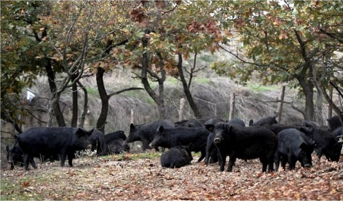 Ελληνικός μαύρος χοίρος, η αρχαιότερη αυτόχθονη φυλή Ελληνικός μαύρος χοίρος, η αρχαιότερη αυτόχθονη φυλή