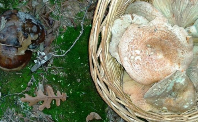 Δράμα: Νέα σύλληψη για παράνομη μεταφορά μανιταριών Δράμα: Νέα σύλληψη για παράνομη μεταφορά μανιταριών