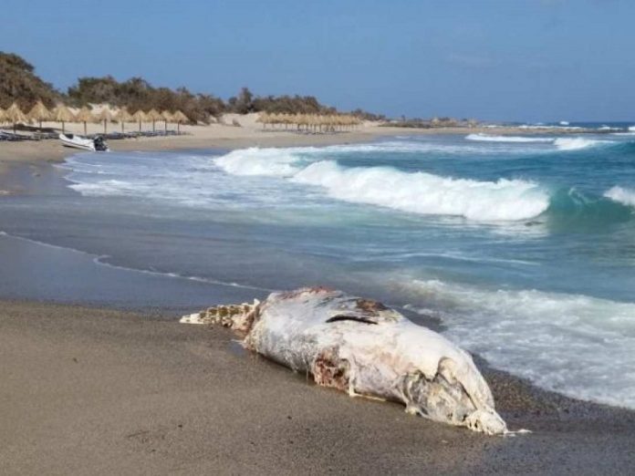 Νεκρή φάλαινα σε παραλία του νησιού Χρυσή της Ιεράπετρας Νεκρή φάλαινα σε παραλία του νησιού Χρυσή της Ιεράπετρας