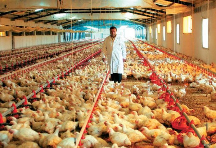 Ψηλά η κατανάλωση πουλερικών αλλά πιέζονται οι τιμές Ψηλά η κατανάλωση πουλερικών αλλά πιέζονται οι τιμές