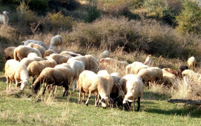 Βουλευτές του ΣΥΡΙΖΑ ζητούν επαναφορά του ΦΠΑ στο 13% για τα ζώντα παραγωγικά ζώα Βουλευτές του ΣΥΡΙΖΑ ζητούν επαναφορά του ΦΠΑ στο 13% για τα ζώντα παραγωγικά ζώα