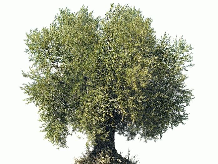 Το λάδι και οι ελιές δεν θέλουν λεφτά! Το λάδι και οι ελιές δεν θέλουν λεφτά!