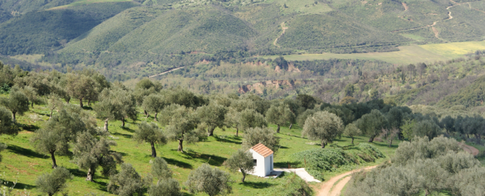 Γιώργος Μαθιόπουλος Στην Ορεινή Γορτυνία, το ελαιόλαδο γιατρεύει Γιώργος Μαθιόπουλος Στην Ορεινή Γορτυνία, το ελαιόλαδο γιατρεύει