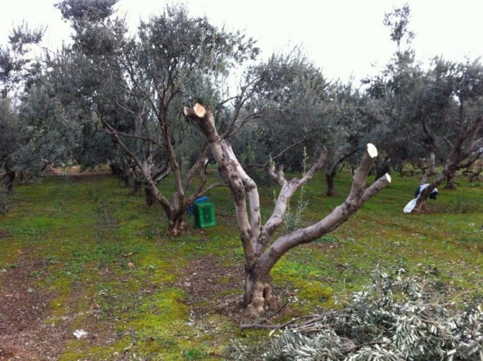 Ανοιχτό το ενδεχόμενο αποζημίωσης μέσω ΠΣΕΑ λόγω ακαρπίας Ανοιχτό το ενδεχόμενο αποζημίωσης μέσω ΠΣΕΑ λόγω ακαρπίας