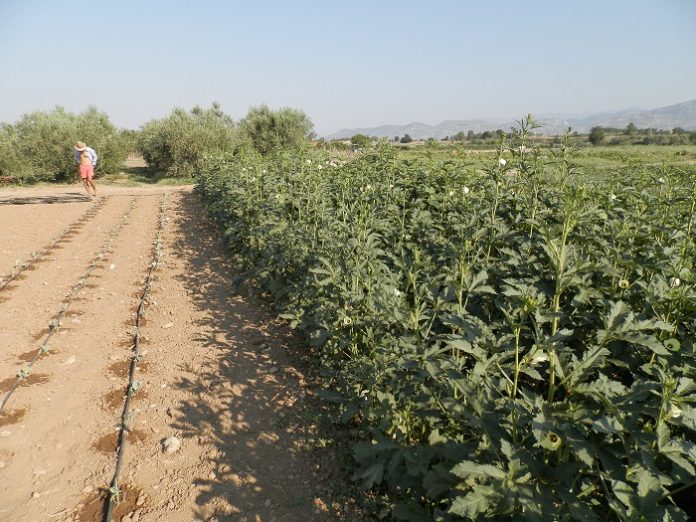 Μέχρι και 4,8 ευρώ το κιλό οι μπάμιες στον καταναλωτή Μέχρι και 4,8 ευρώ το κιλό οι μπάμιες στον καταναλωτή