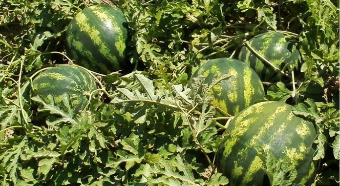 Η πολύχρονη παράδοση στην παραγωγή καρπουζιών Η πολύχρονη παράδοση στην παραγωγή καρπουζιών