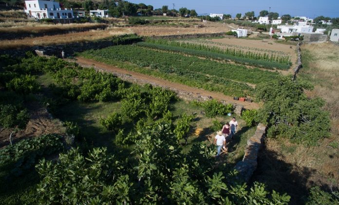 Στη Σίφνο του τουρισμού, της μανούρας και των ευκαιριών Στη Σίφνο του τουρισμού, της μανούρας και των ευκαιριών