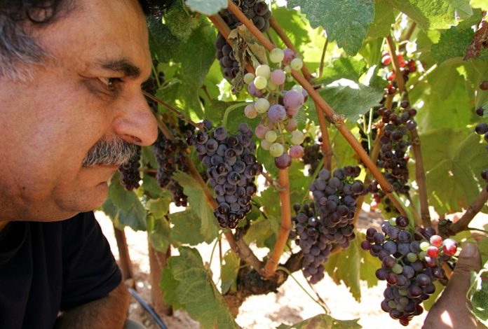 Γιάννης Τσέλεπος, οινοποιός Οι αμπελουργοί είναι κακομαθημένοι και πρέπει να γίνουν επαγγελματίες Γιάννης Τσέλεπος, οινοποιός Οι αμπελουργοί είναι κακομαθημένοι και πρέπει να γίνουν επαγγελματίες