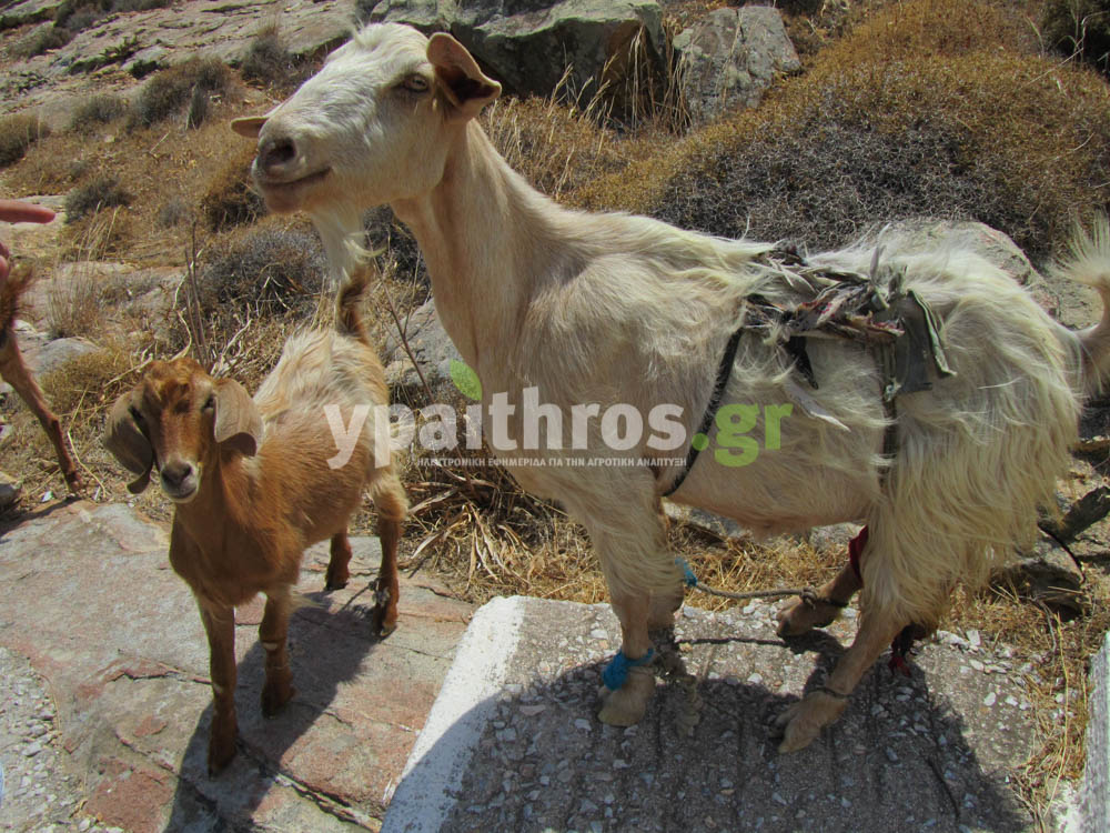 Το ypaithros.gr στην Σέριφο. Ο πρωτογενής τομέας του νησιού σε ένα πλούσιο φωτορεπορτάζ