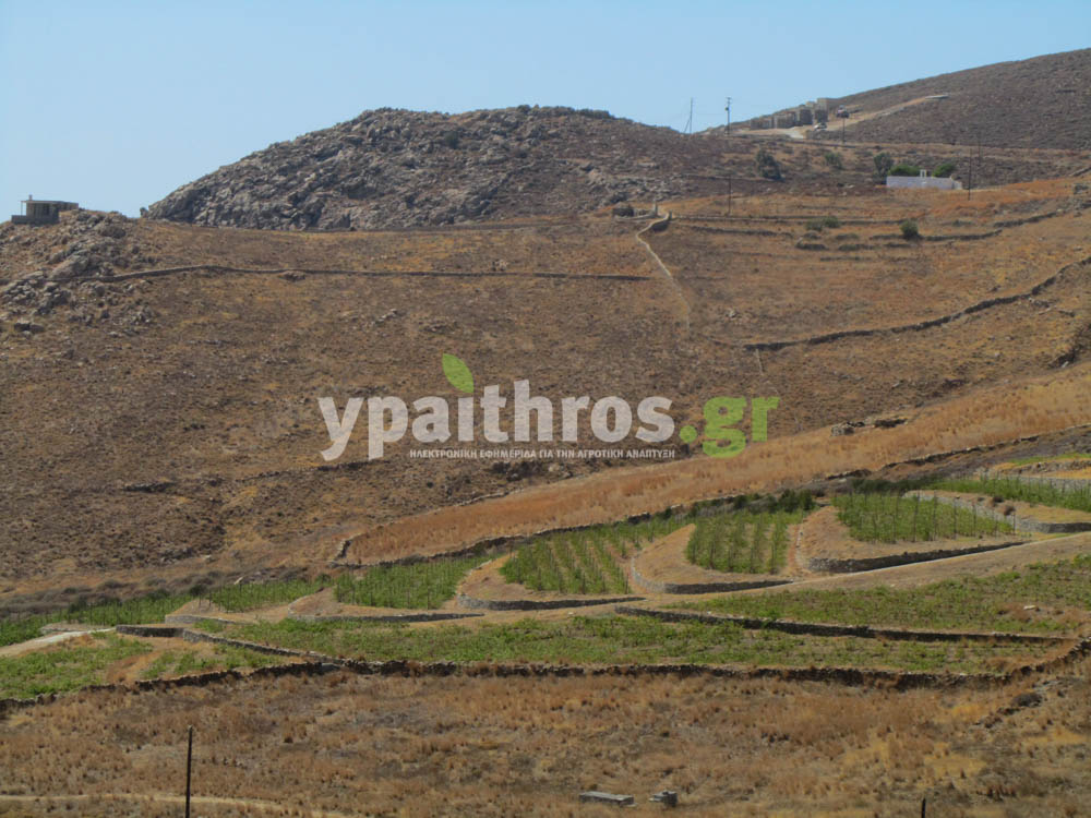 Το ypaithros.gr στην Σέριφο. Ο πρωτογενής τομέας του νησιού σε ένα πλούσιο φωτορεπορτάζ