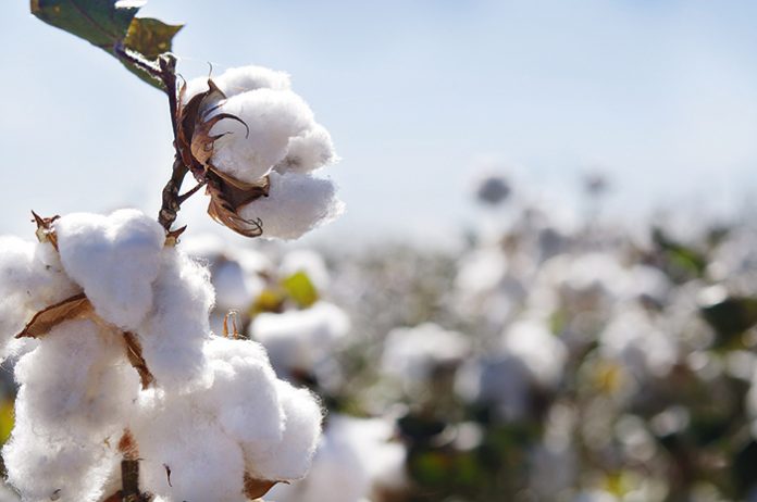 cotton_flower (1)