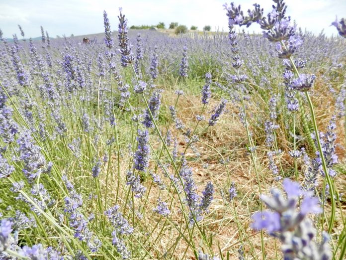 enosi-aromatikon-farmakeytikon-fiton