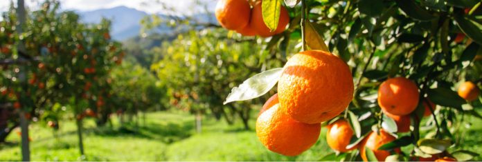 ΠΣΕ: Αύξηση κατά 6% στις εξαγωγές αγροτικών προϊόντων ΠΣΕ: Αύξηση κατά 6% στις εξαγωγές αγροτικών προϊόντων