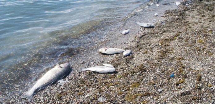 Κρήτη: Ξαναχτύπησαν με δυναμίτιδα παράνομοι αλιείς Κρήτη: Ξαναχτύπησαν με δυναμίτιδα παράνομοι αλιείς