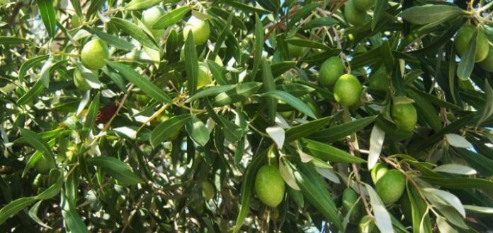 Προβληματική η εφαρμογή του GPS στην Πελοπόννησο Προβληματική η εφαρμογή του GPS στην Πελοπόννησο