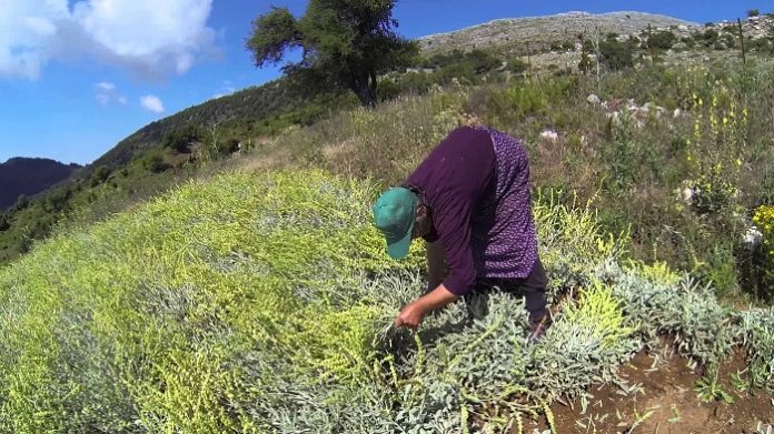 Στην Ελασσόνα και άλλοι ασχολούνται με την καλλιέργεια του σιδερίτη Το τσάι του βουνού είναι μια καλλιέργεια που αποδίδει, αν τη φροντίζεις
