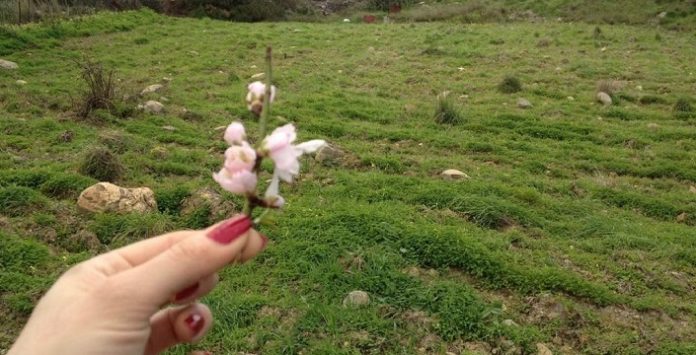 Βότανα με... άρωμα γυναίκας στο Οροπέδιο Βότανα με... άρωμα γυναίκας στο Οροπέδιο