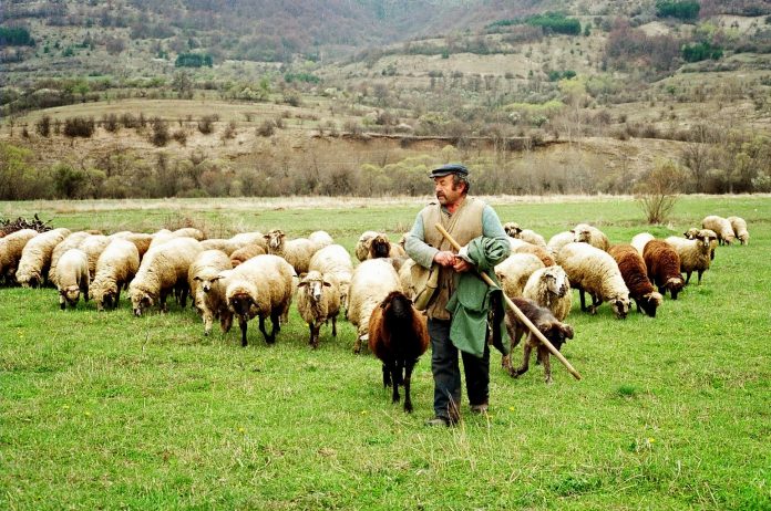 Δωρεάν ζωοτροφές για 100 μέρες στους κτηνοτρόφους της Θάσου Δωρεάν ζωοτροφές για 100 μέρες στους κτηνοτρόφους της Θάσου