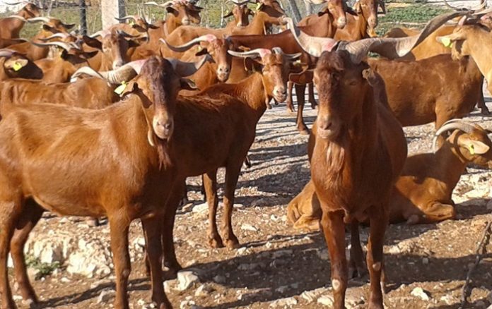 Ποιοτικό γάλα, τυρί και κρέας από την αίγα Σκοπέλου Ποιοτικό γάλα, τυρί και κρέας από την αίγα Σκοπέλου
