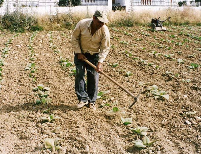 Μειώθηκε στο 11,7% από 18,3% η απασχόληση στη γεωργία μέσα σε 20 χρόνια Μειώθηκε στο 11,7% από 18,3% η απασχόληση στη γεωργία μέσα σε 20 χρόνια