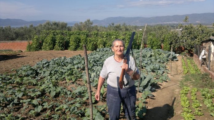 Η Μέλη, τα χωράφια και το… δίκαννο Η Μέλη, τα χωράφια και το… δίκαννο