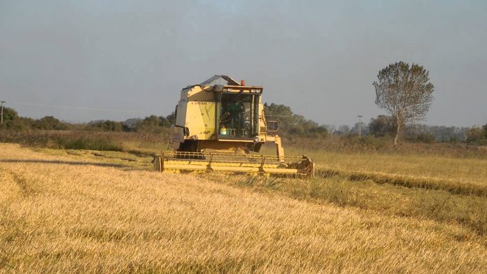 Αβάντες δίνει στο ρύζι η ποιότητα της φετινής συγκομιδής Αβάντες δίνει στο ρύζι η ποιότητα της φετινής συγκομιδής