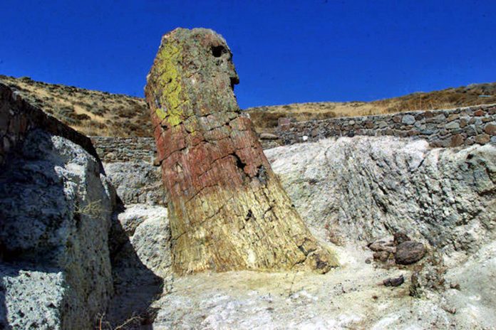 Προβολή του Απολιθωμένου Δάσους στο National Geographic της Κίνας Προβολή του Απολιθωμένου Δάσους στο National Geographic της Κίνας